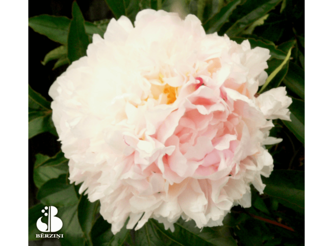 Paeonia   'My Love'